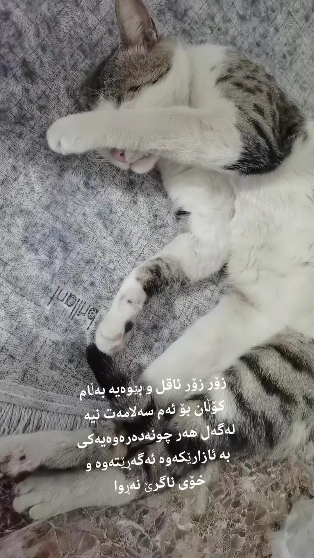 @Catslover