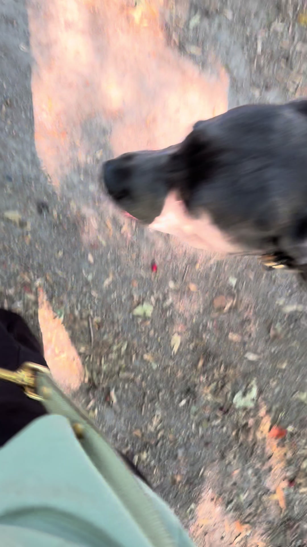 @Cane Corso Ayra 🐾