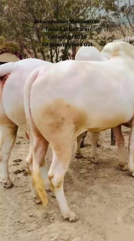 @TALHA CATTLE FARM