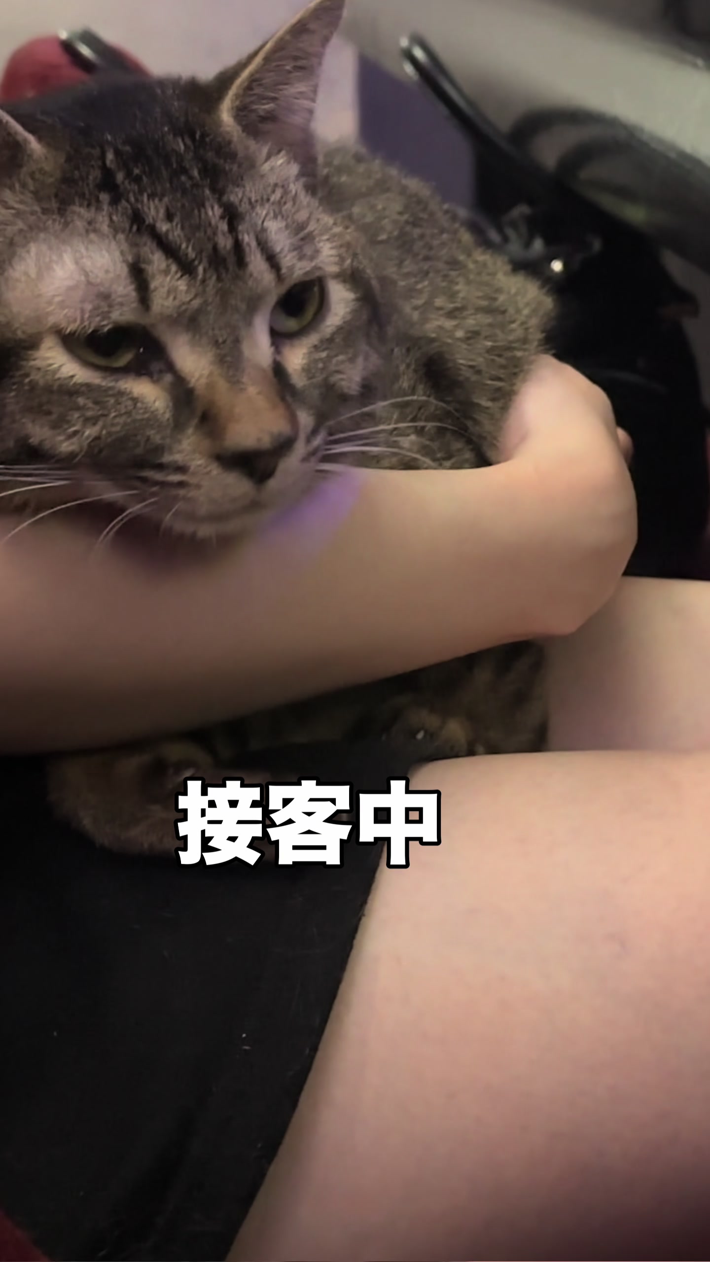 @Cats in the Box.