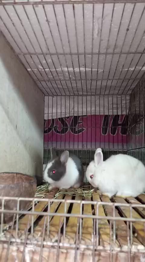 @STR Bunny✨