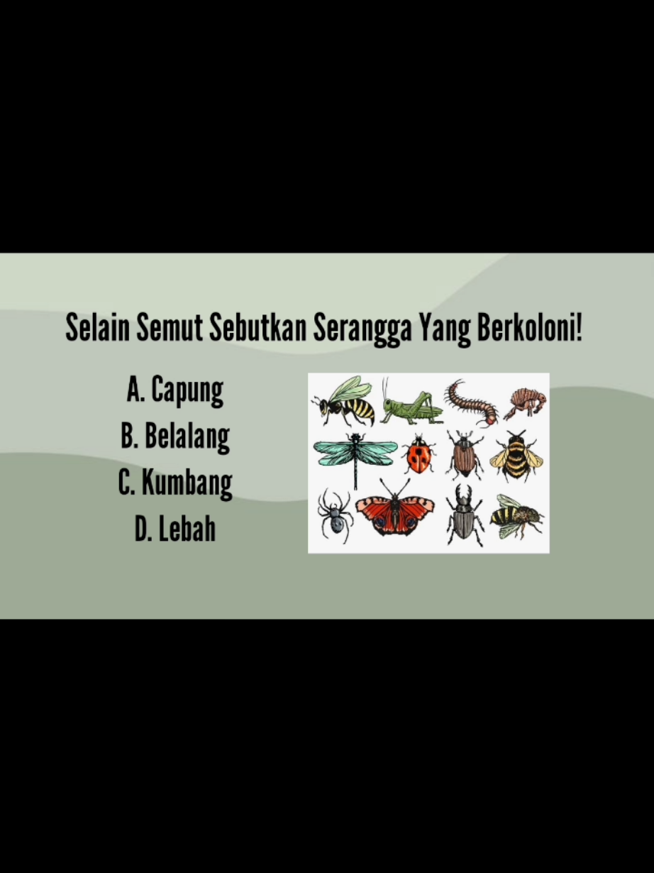 @Ilmupedia Store