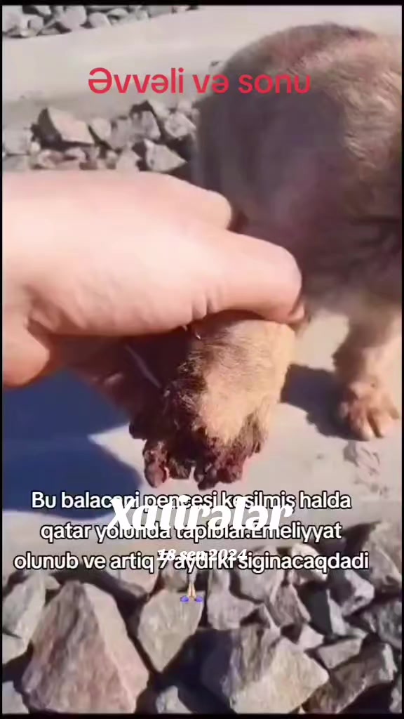 @Sahibsiz heyvanlara dəstək