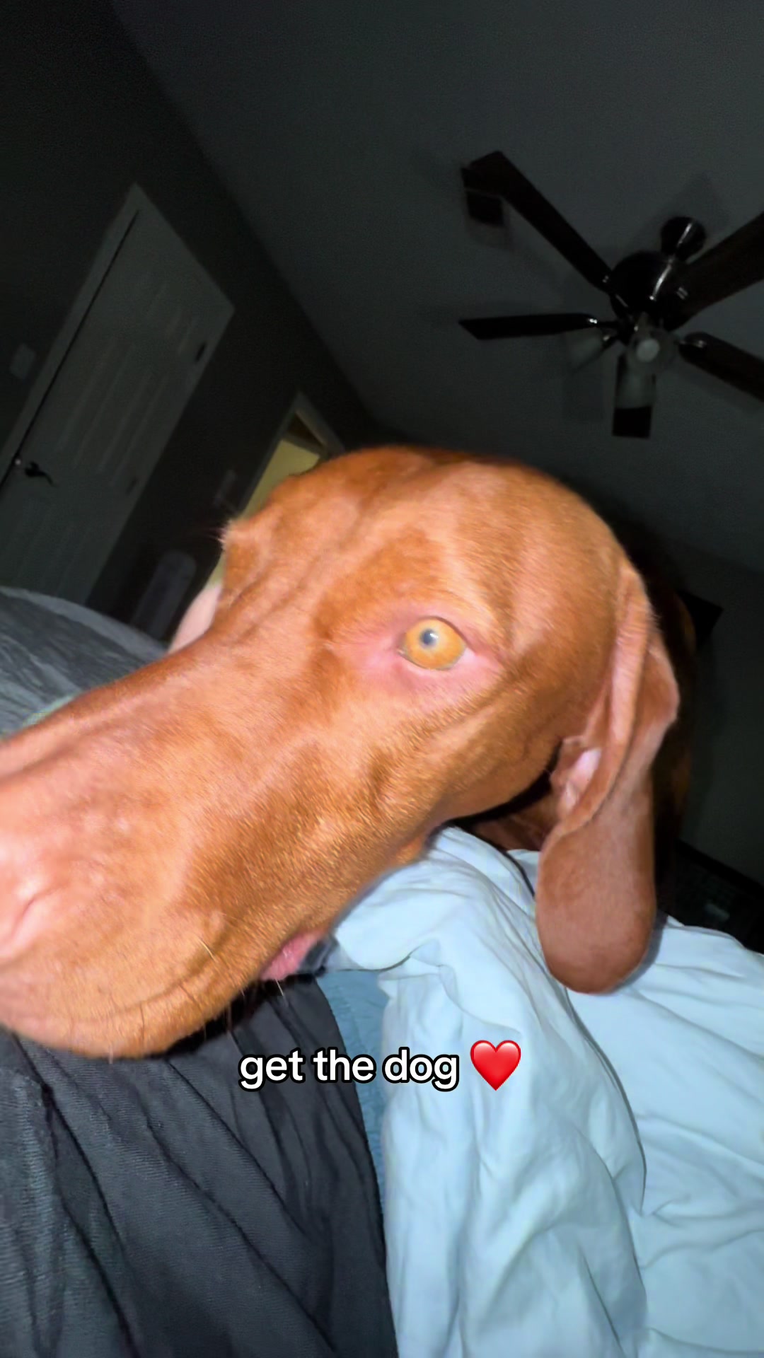 @Tycho the vizsla