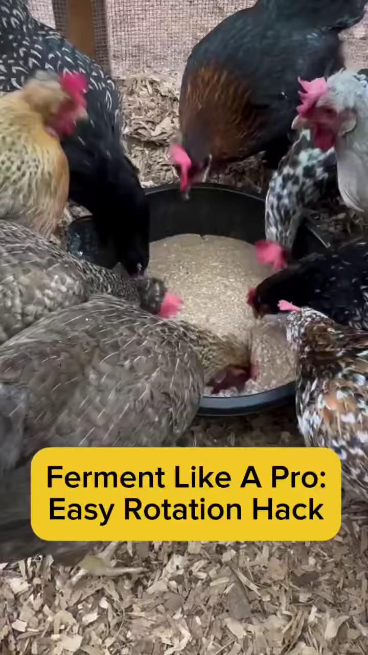 @Scratch and Peck Feeds
