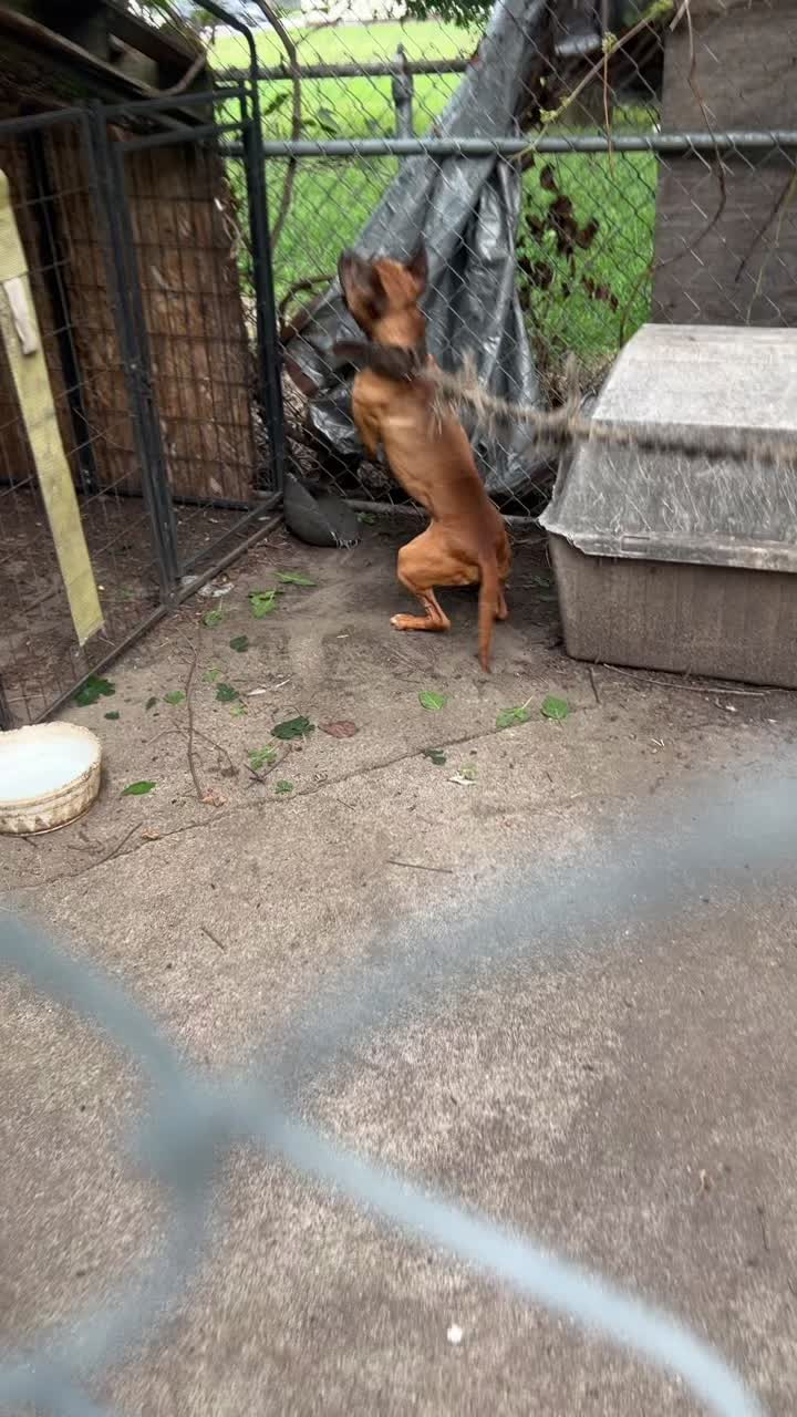@themreal_hounds