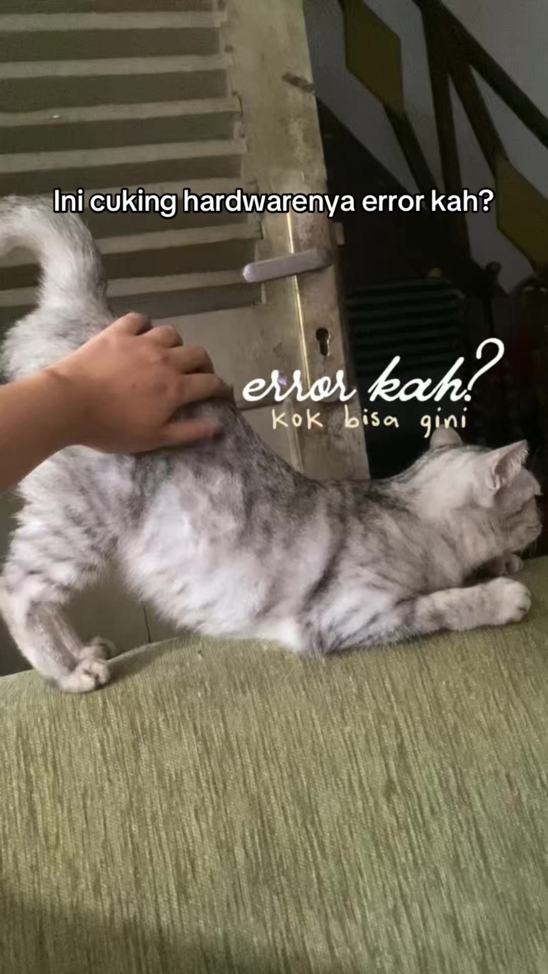 @kucingnyalingga🍉