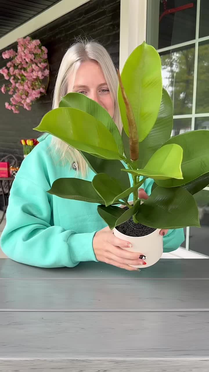 @Megan Rose