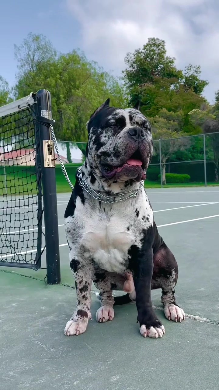 @Heart Land Cane Corso kennels