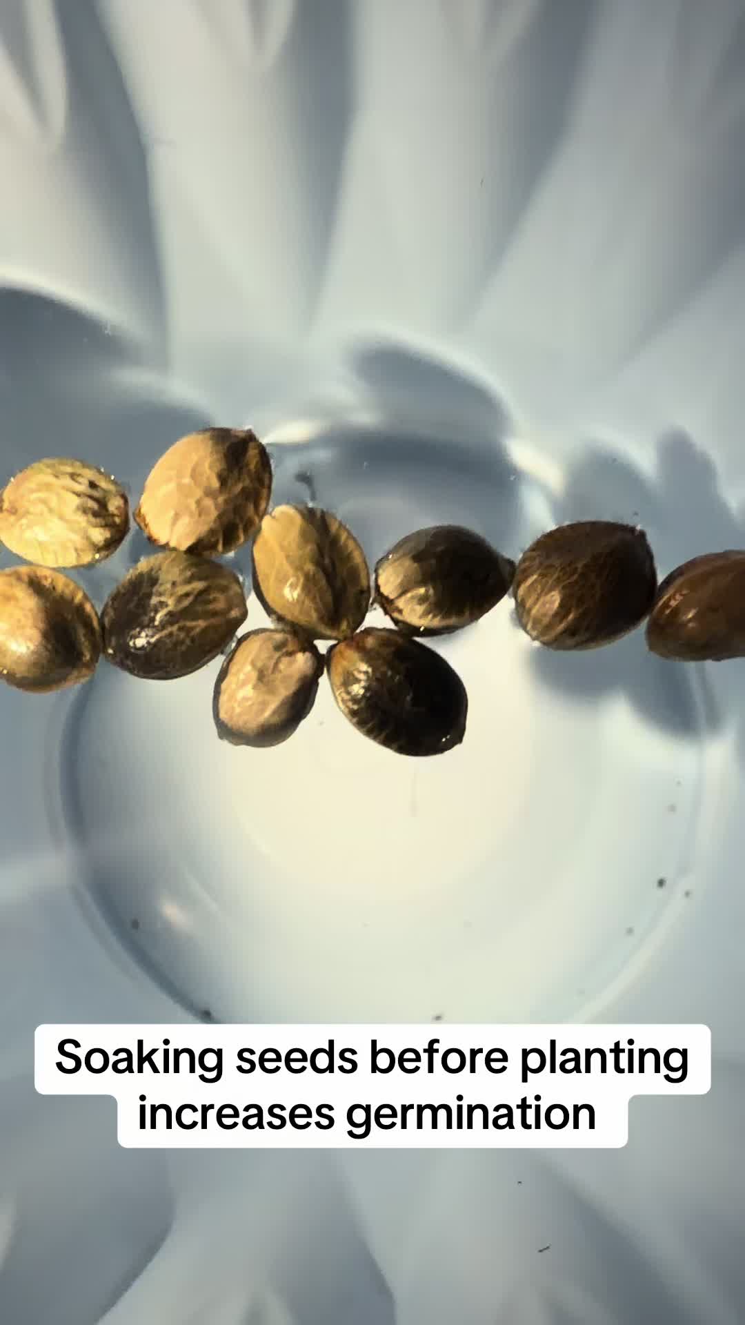 @SEEDTIVA
