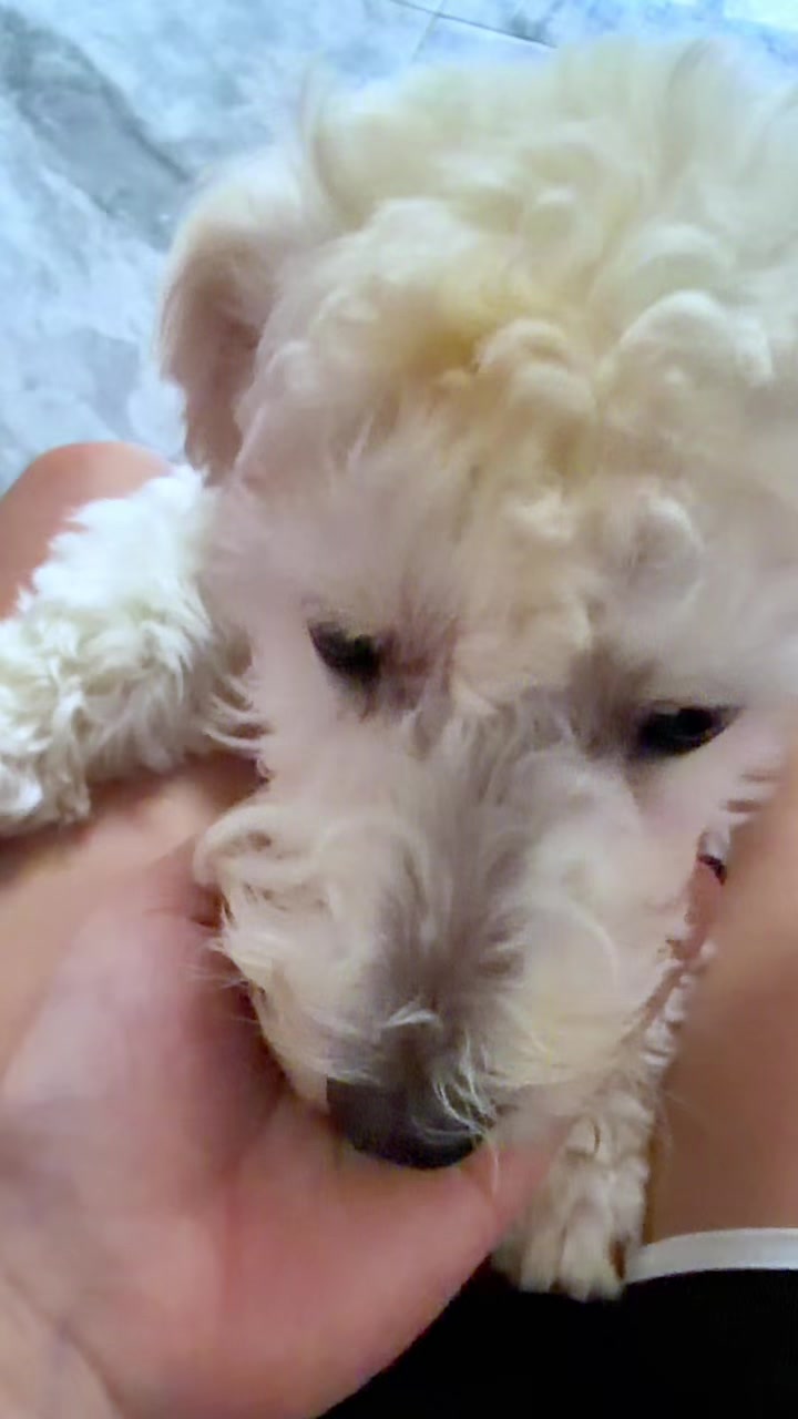 @招财🐶
