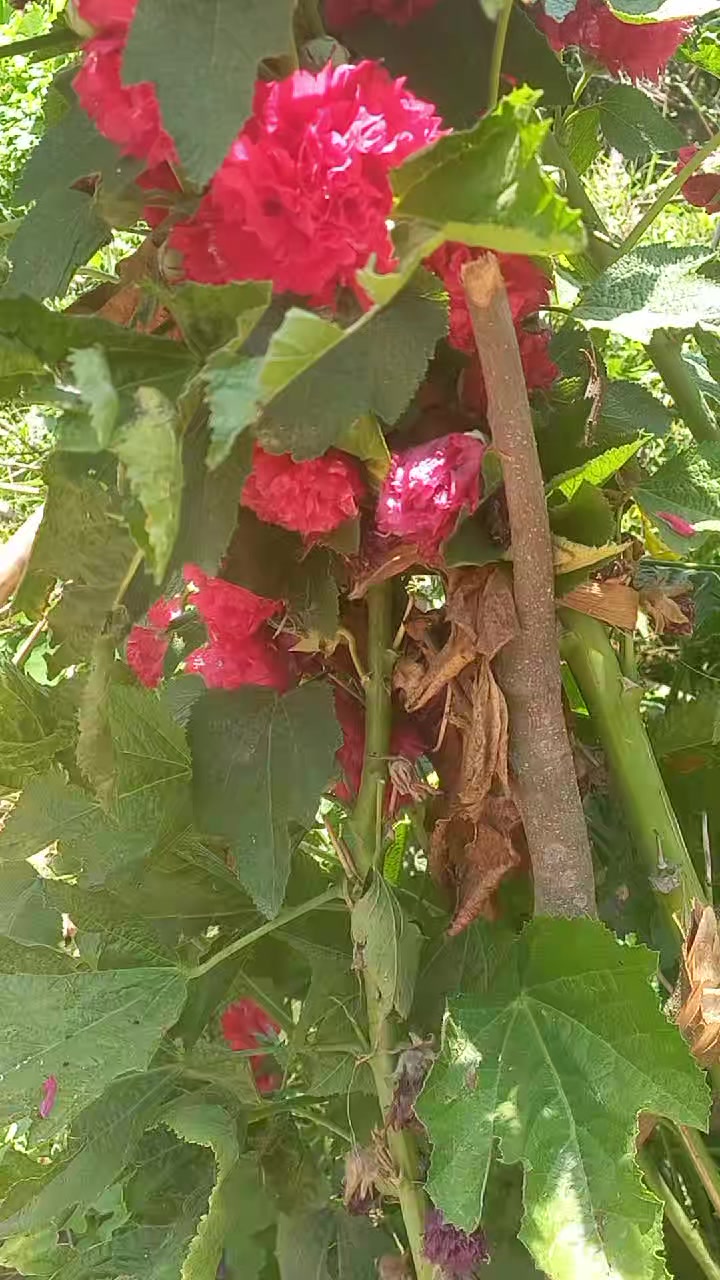 @❣️अर्काओ बुढी लभर