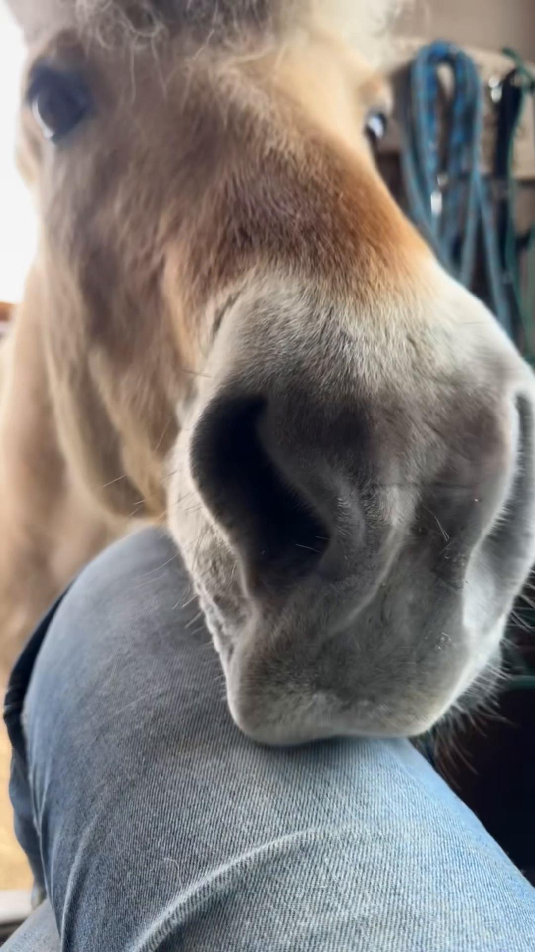 @Homebound Farm & Rescue