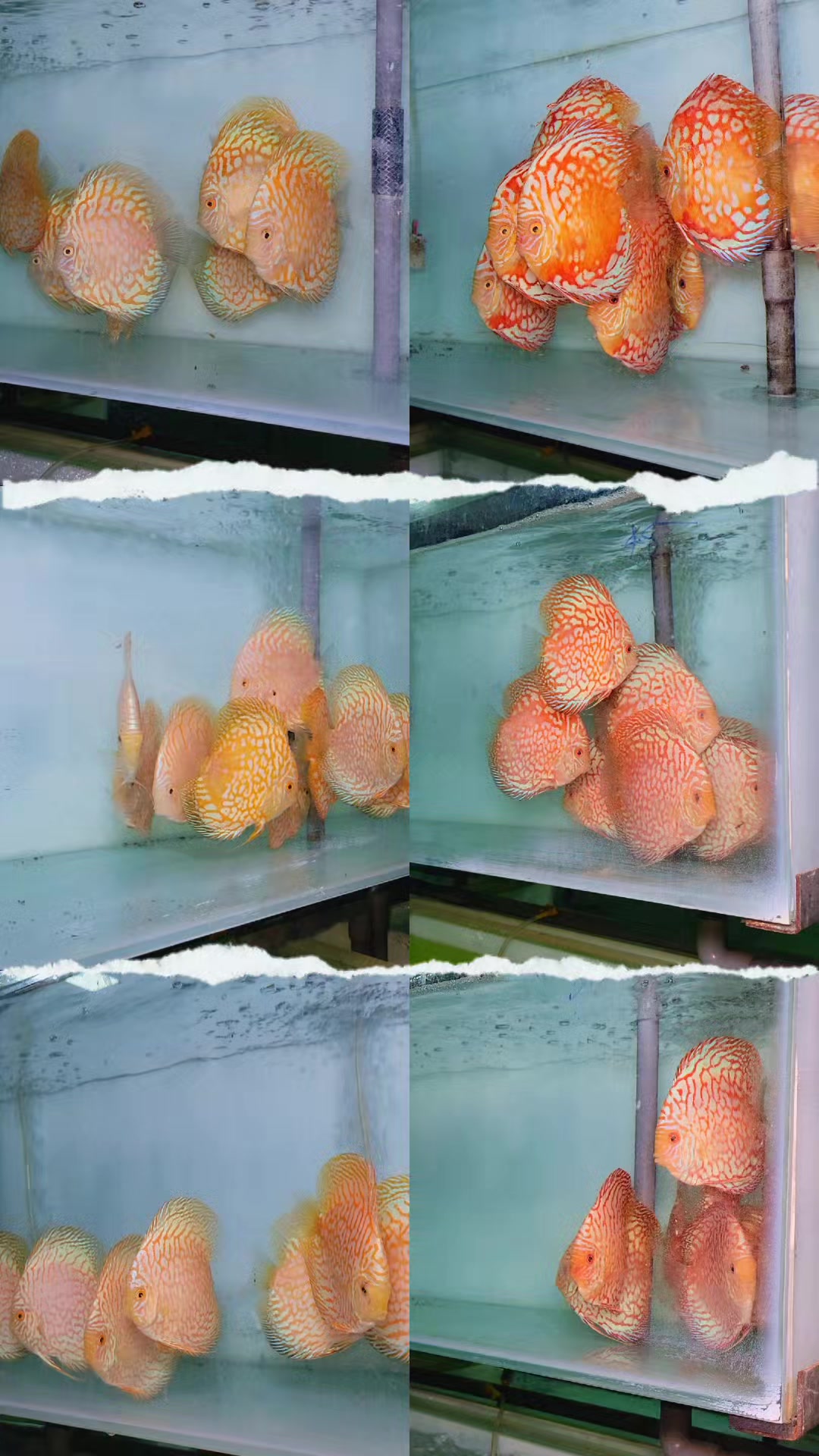 @Discus House Aquarium