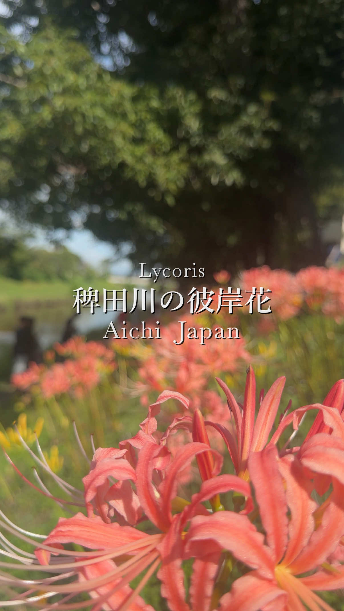 @tabi_momoka/観光•旅行
