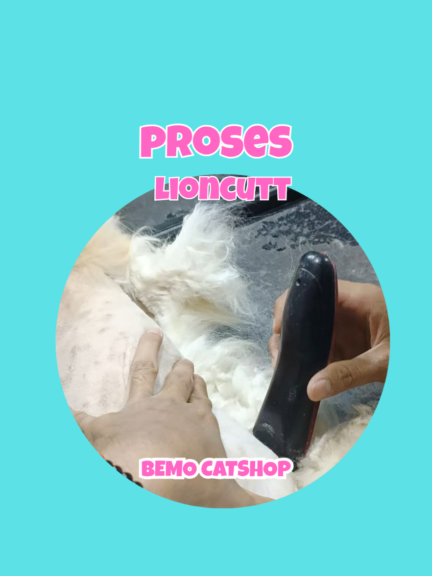 @Bemo Catshop