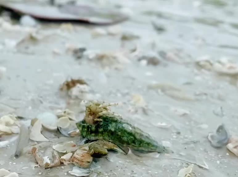 @Southwest Florida Shelling