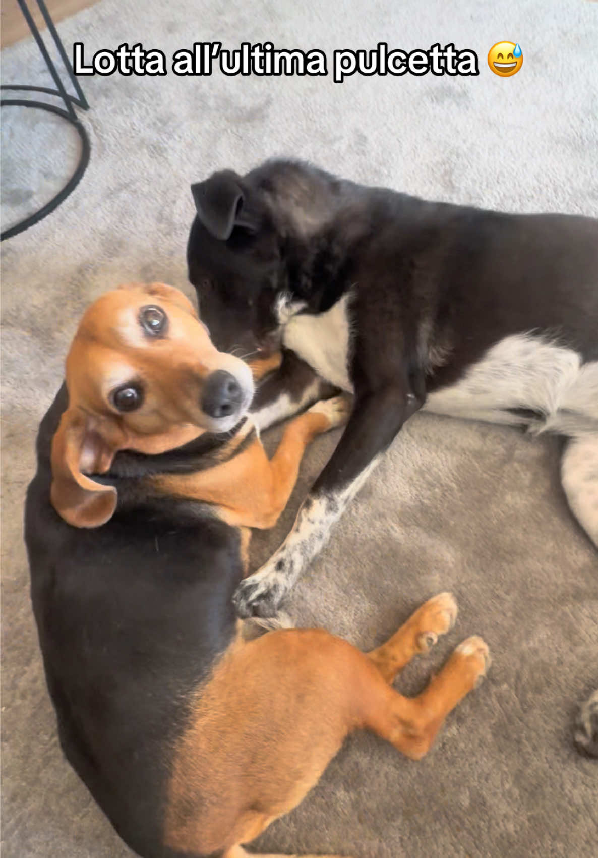 @Cippy & Romeo-a🤣