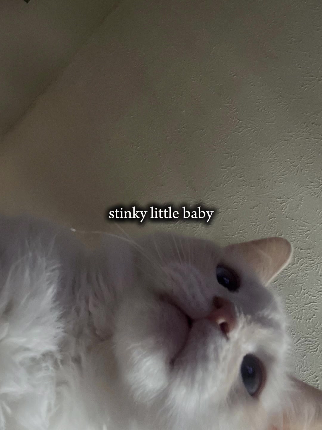 @Amy Zaremsky