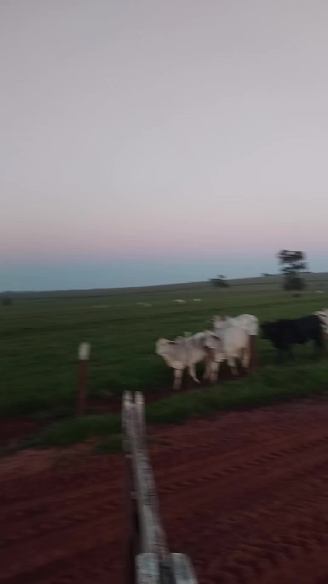 @Mar&atilde;o biu