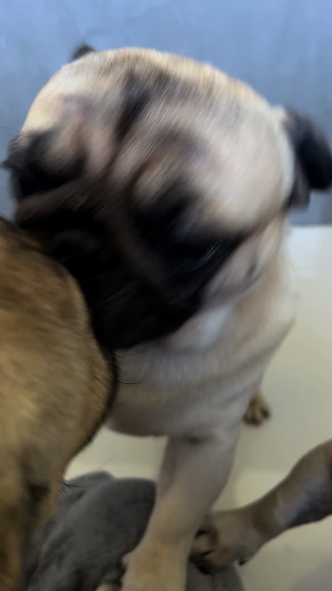 @pugSofyHarry