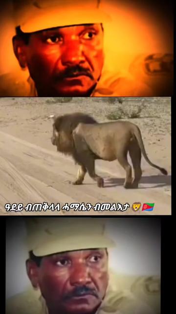@ሕጋዊ ሓማዊ ወዱ ውጩ🦁🇪🇷👑