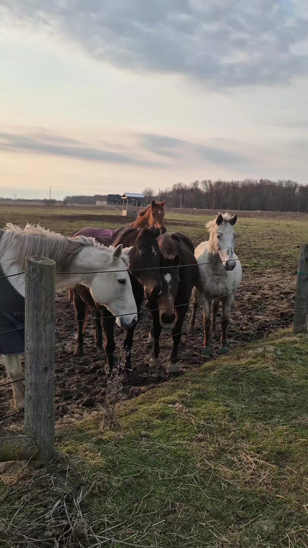 @Tiana 👩🏽&zwj;🌾🐴