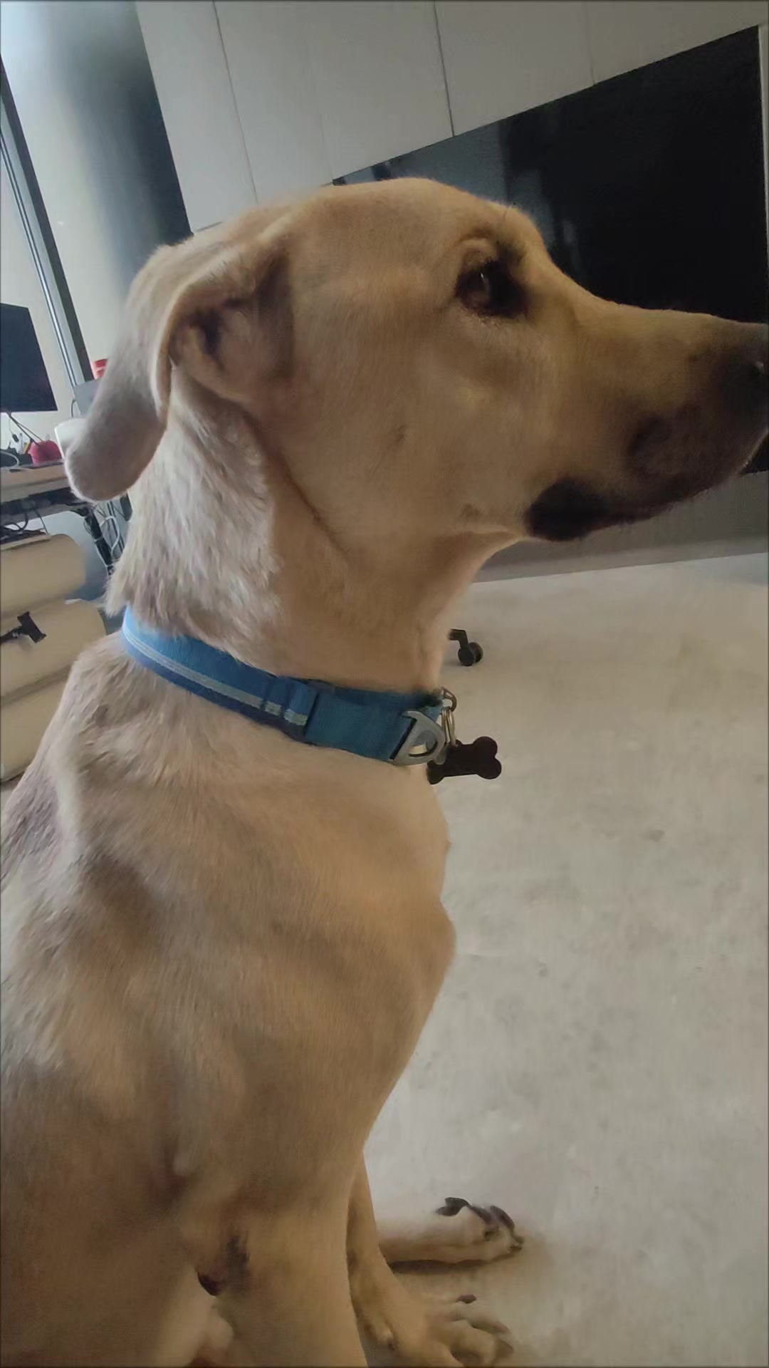 @DDhousepet