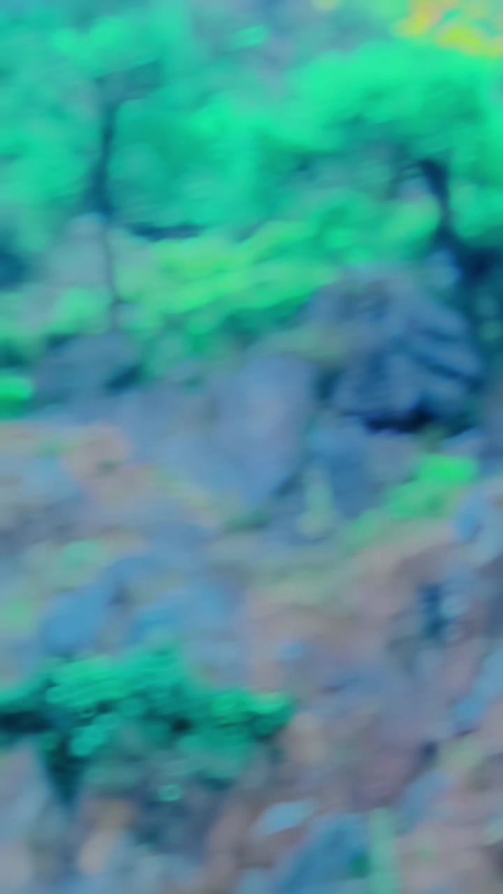 @🐅