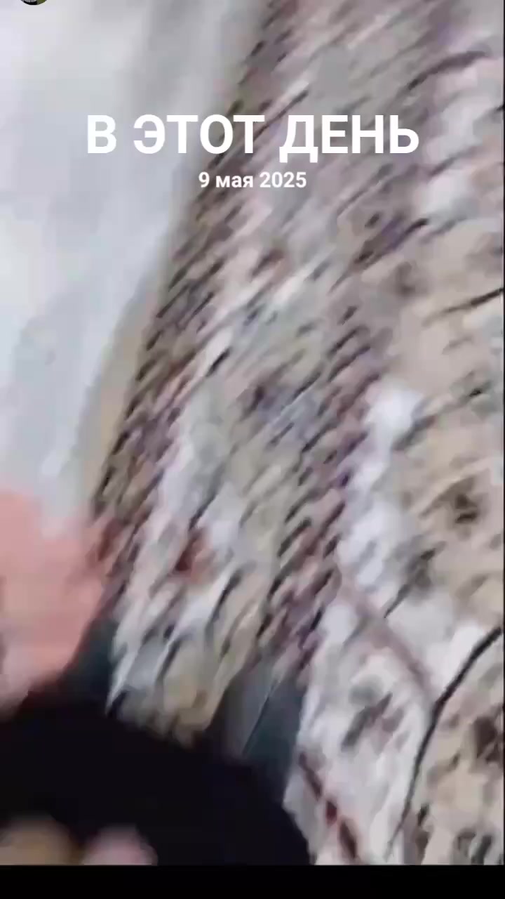 @собака кулибяка