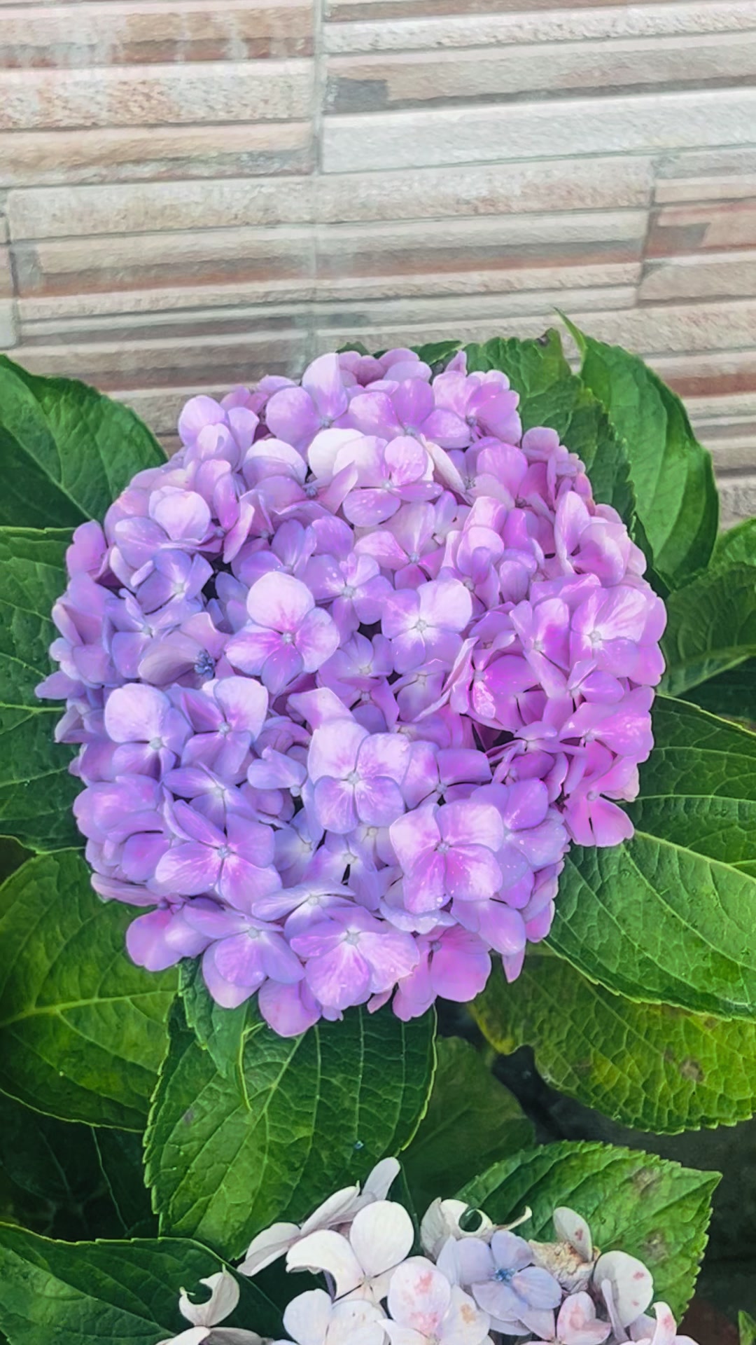 @समाजसेवी गायत्री दिदी 🙏🙏♥️♥