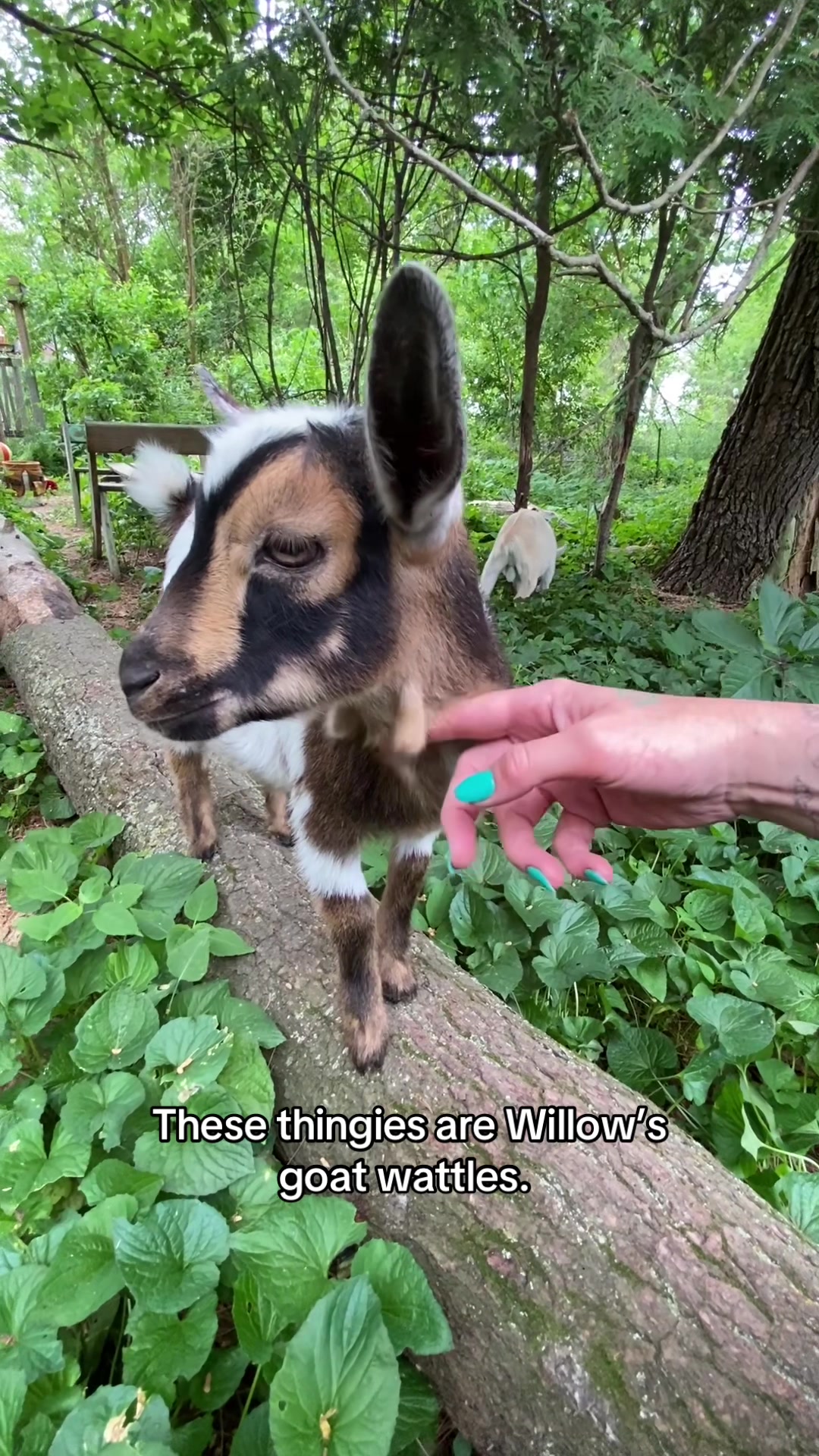 @G.O.A.T.Goats (Meara)