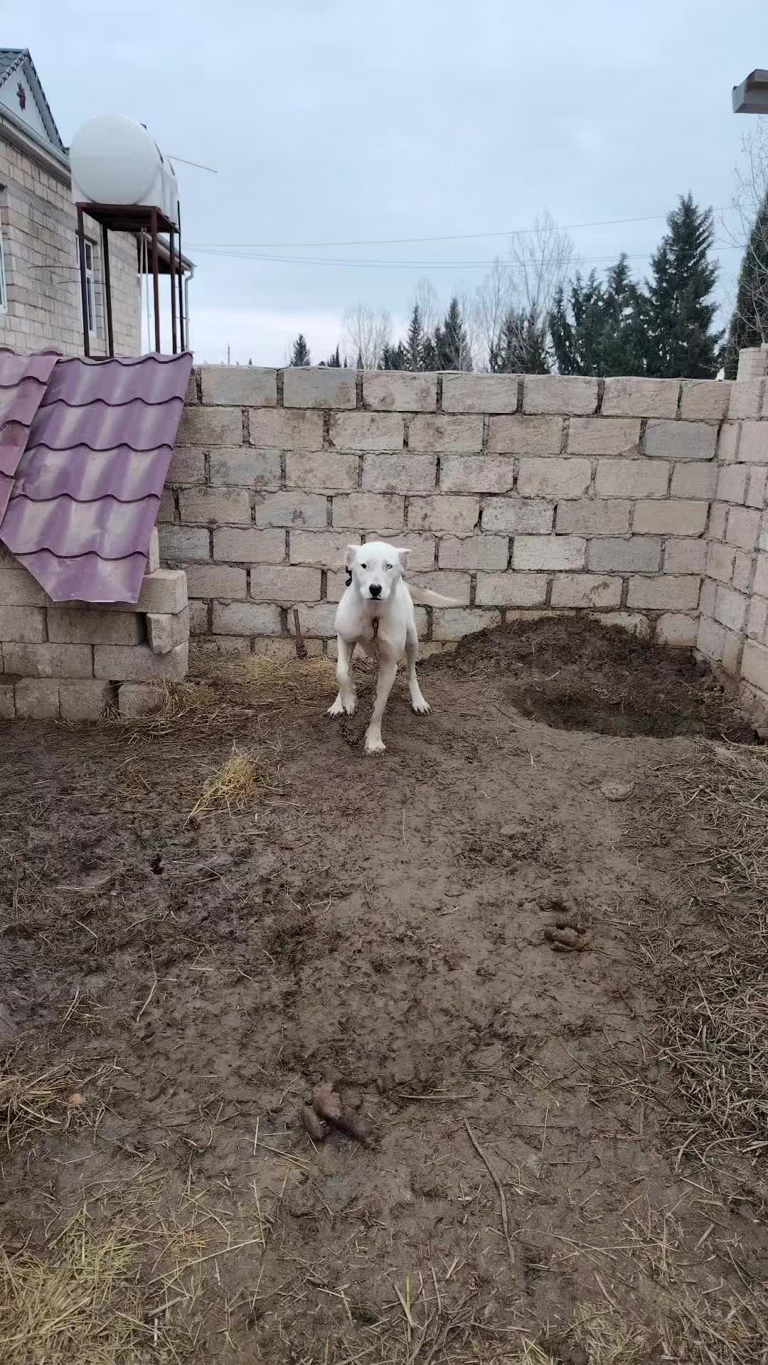@Pitomnik_ağcabedi_volkadav.Mir