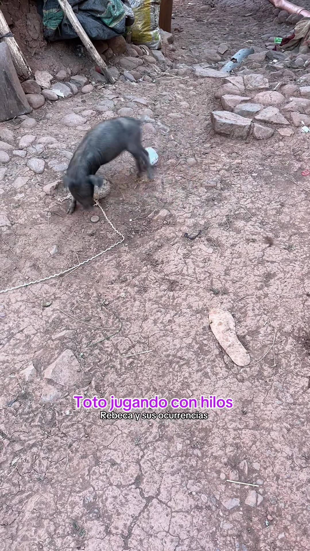 @🐈Rebeca y sus ocurrencias