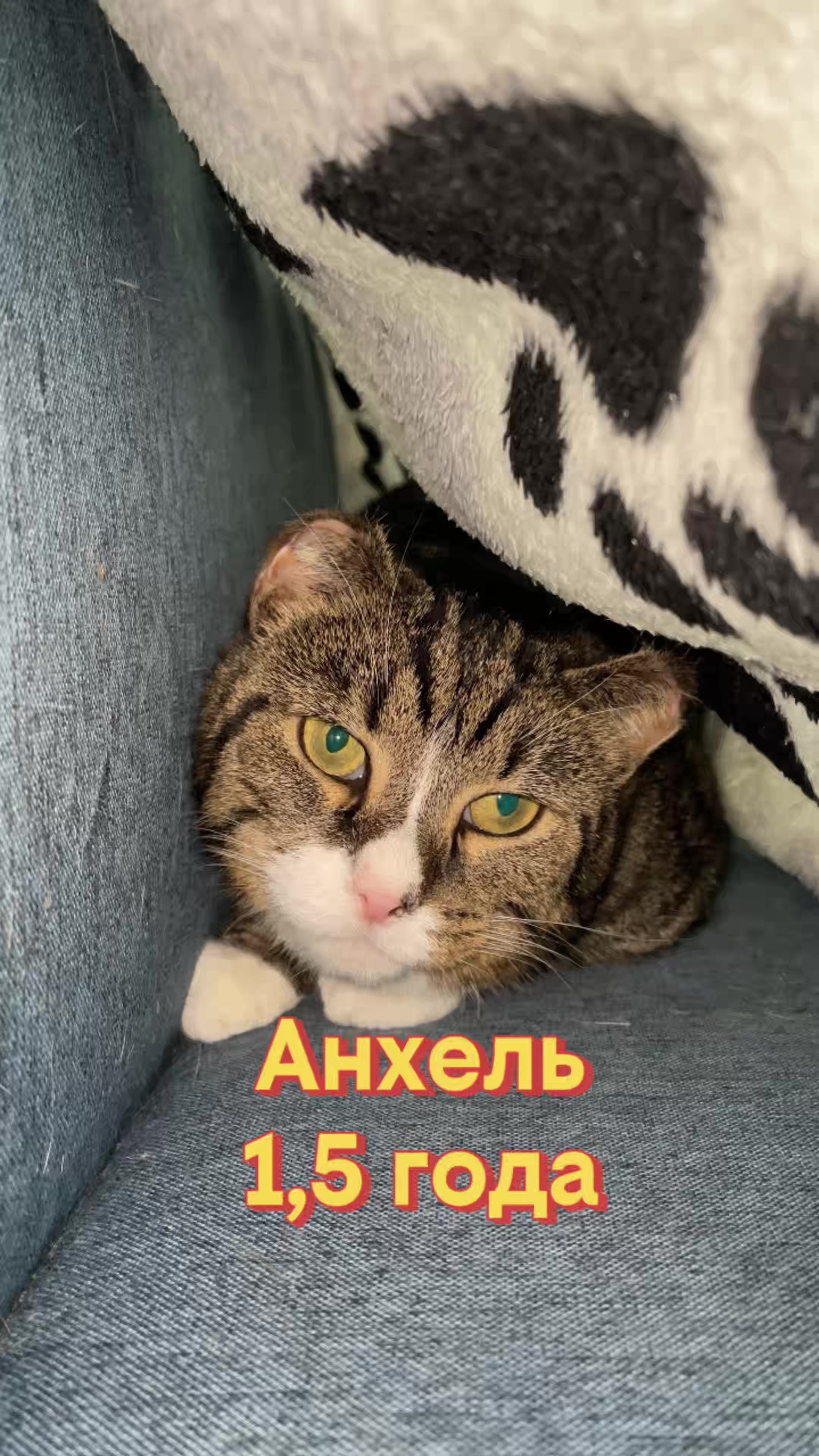 @Приют Новый дом