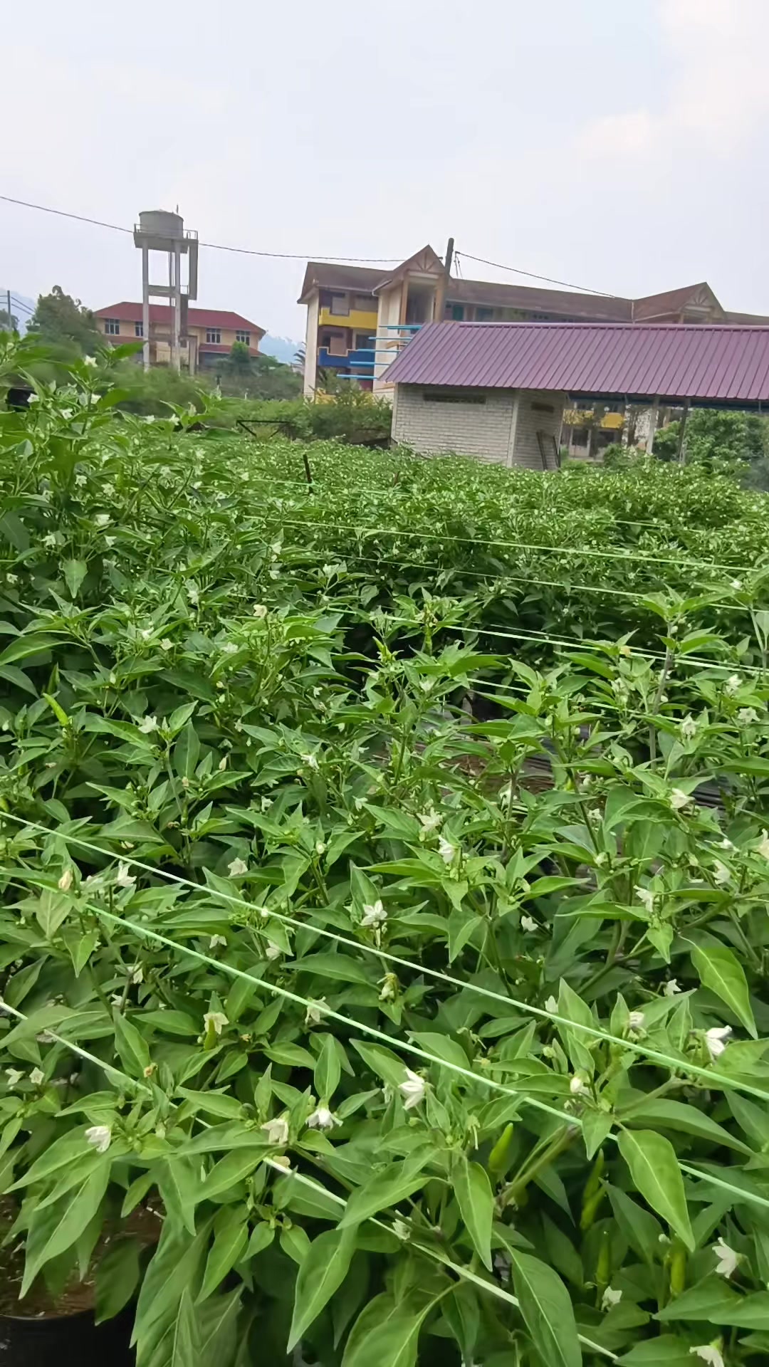 @CiLi BaRa