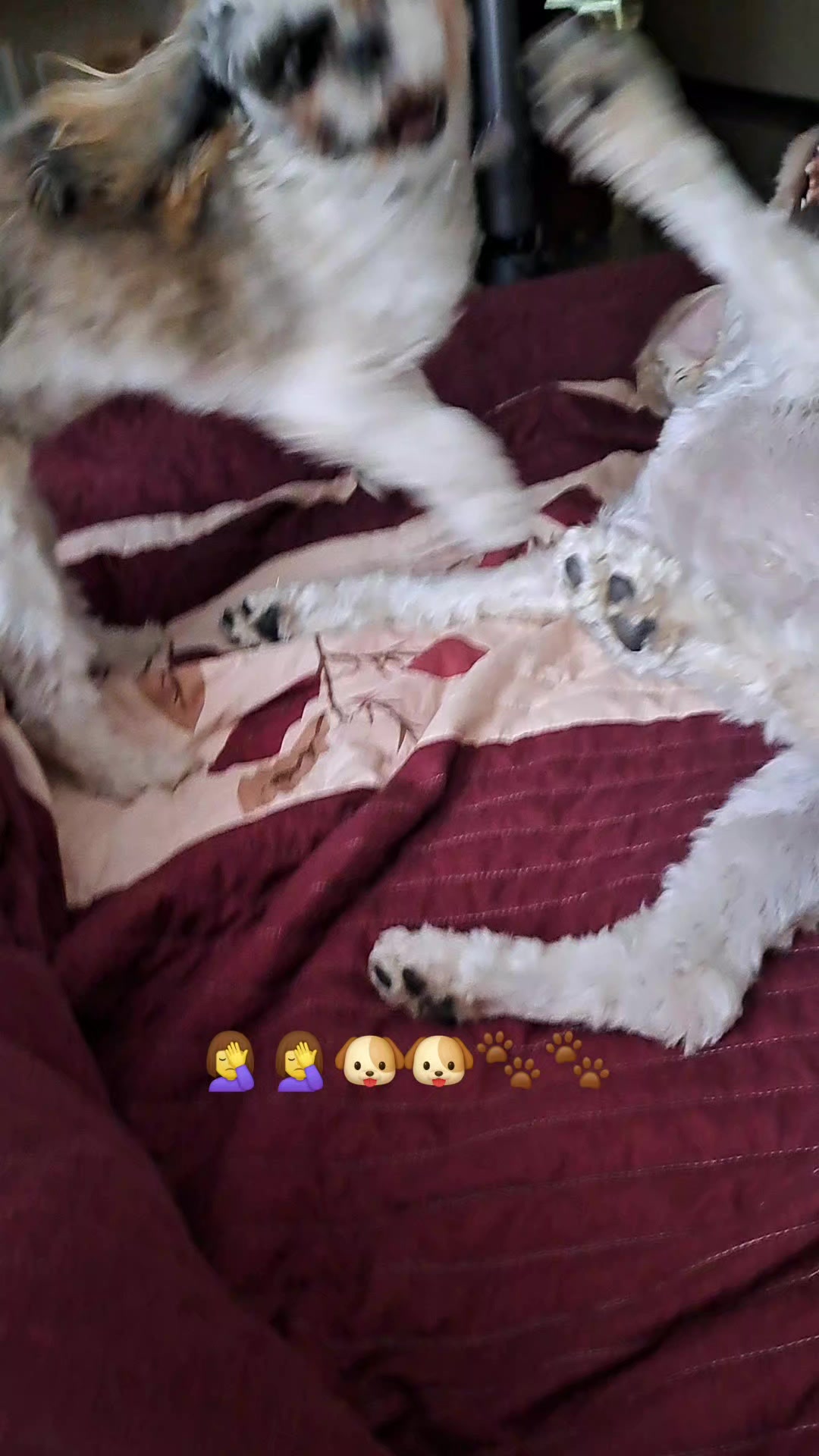 @Harry y Mila Life 🐶🐾