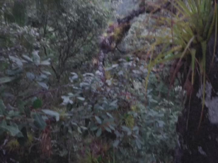 @ᛉ