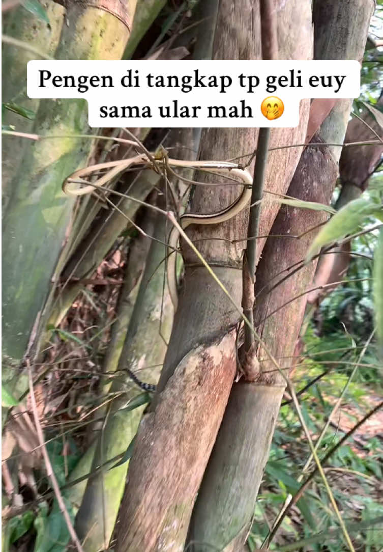 @Bang Fajri 🎣