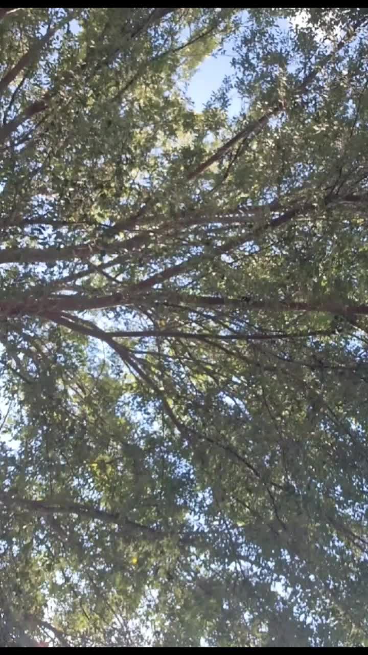 @Centerton AR tyrant patrol