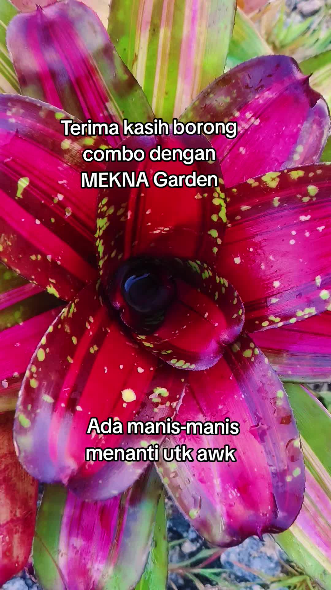@MEKNA Garden