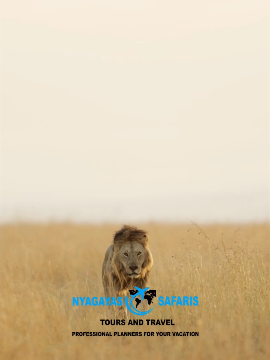 @Nyagayas Safaris 🤝