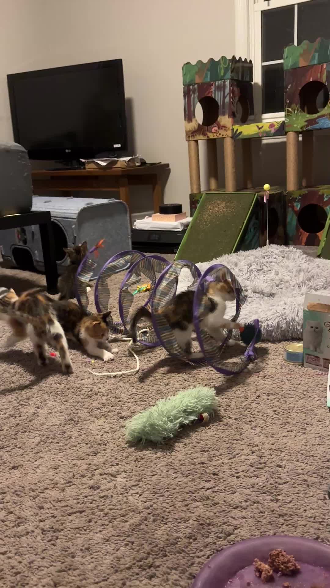 @Chaos and Cats