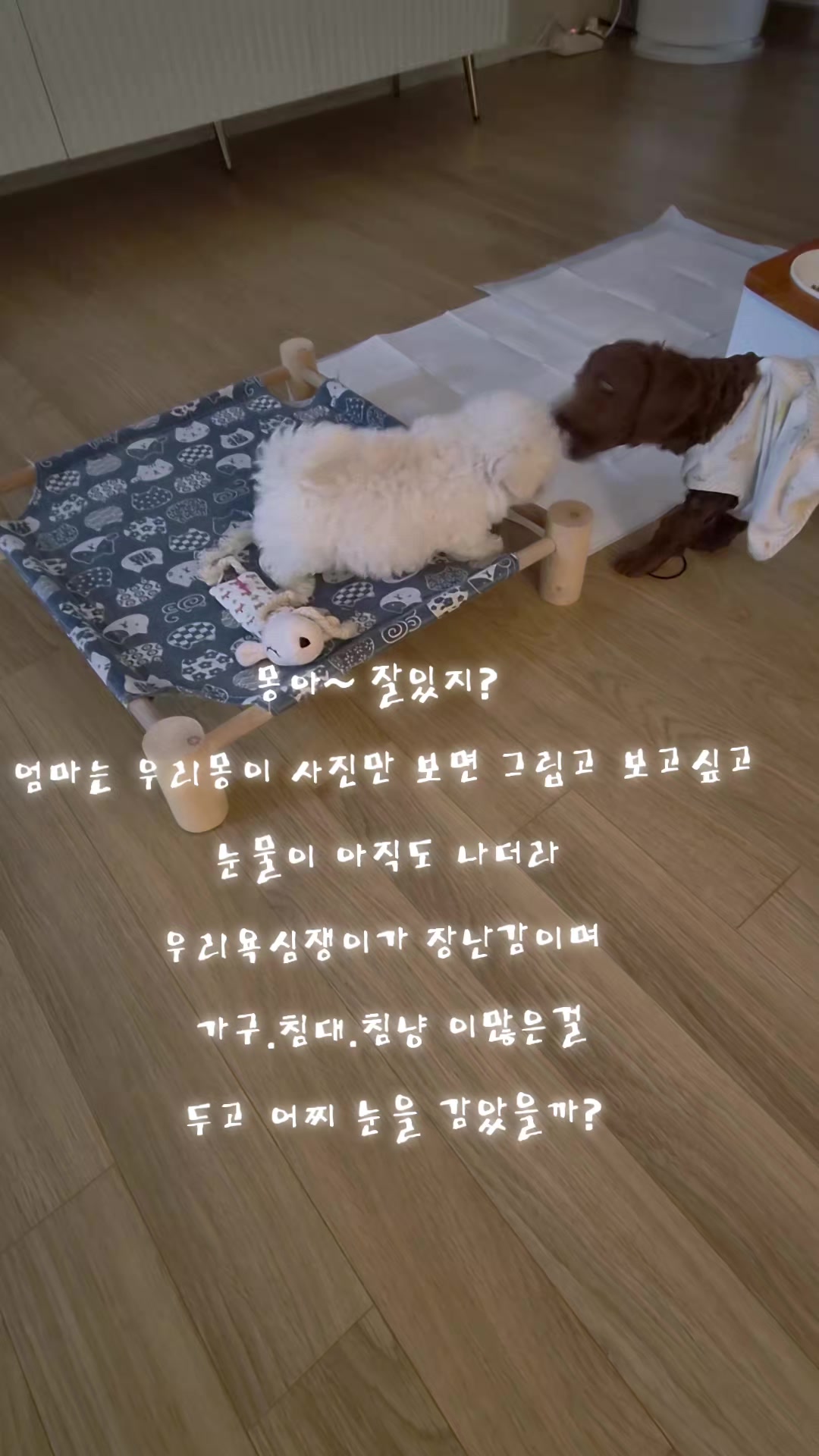 @몽이쒸네~푸들