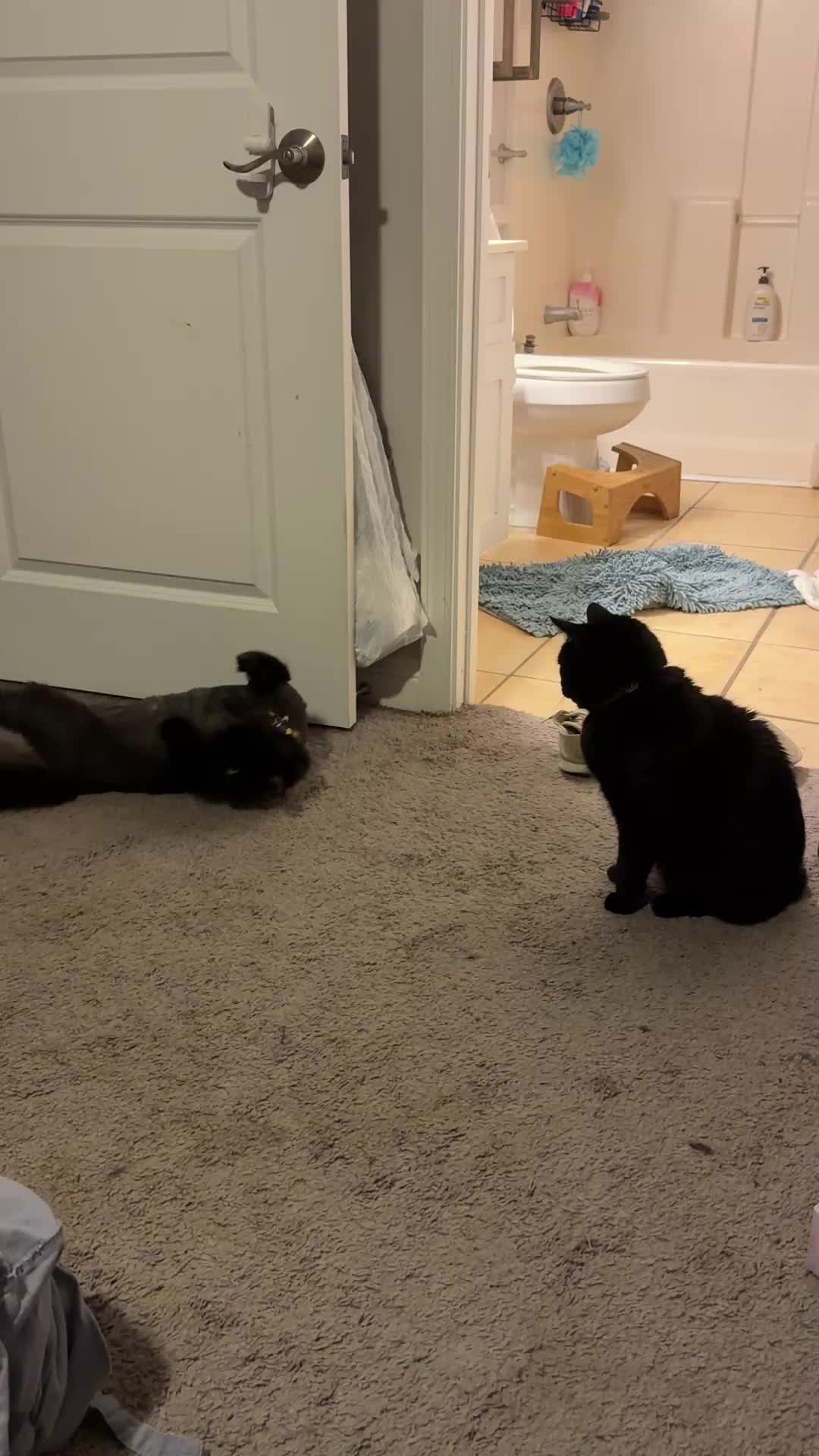 @Chaos and Cats