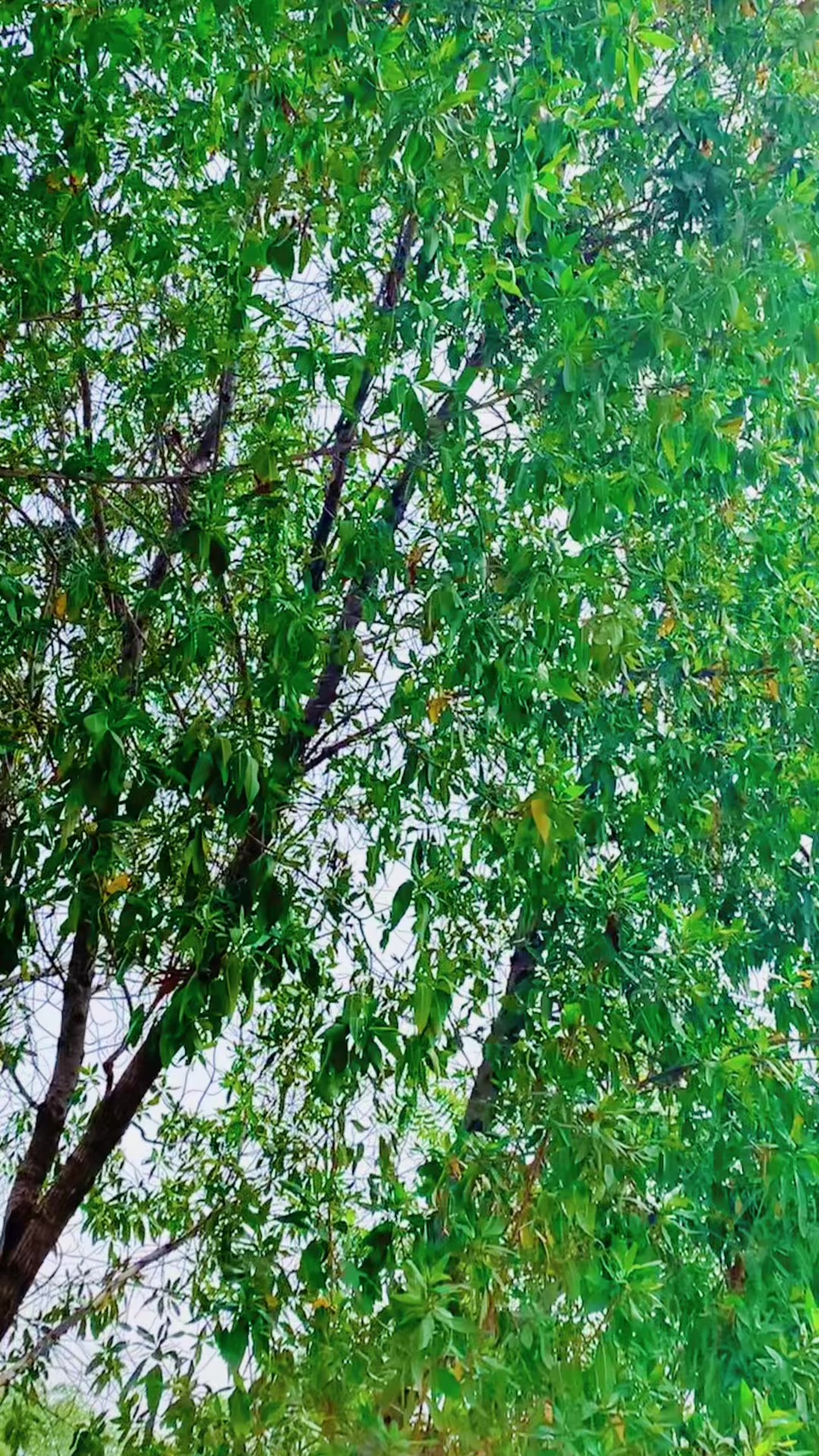 @𝘼𝙩𝙞𝙛🍁