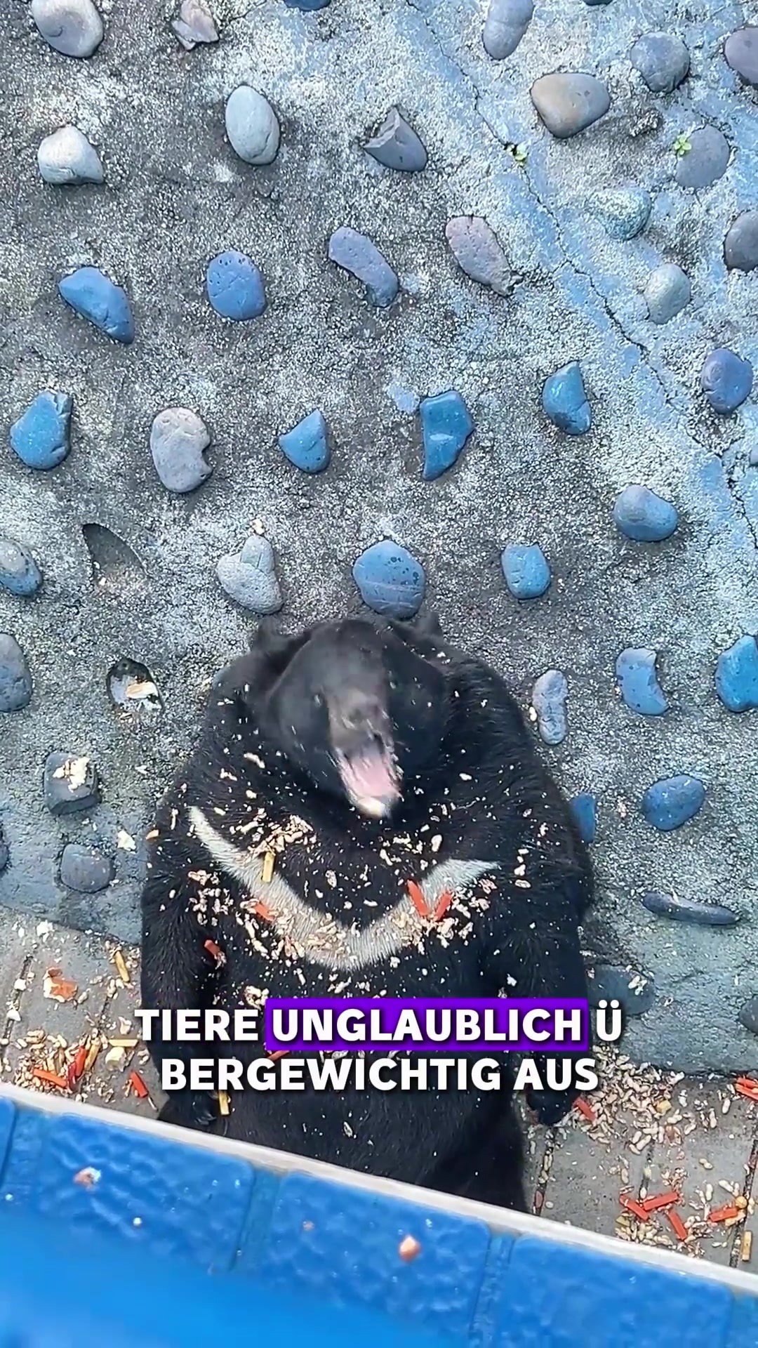 @Tierheim