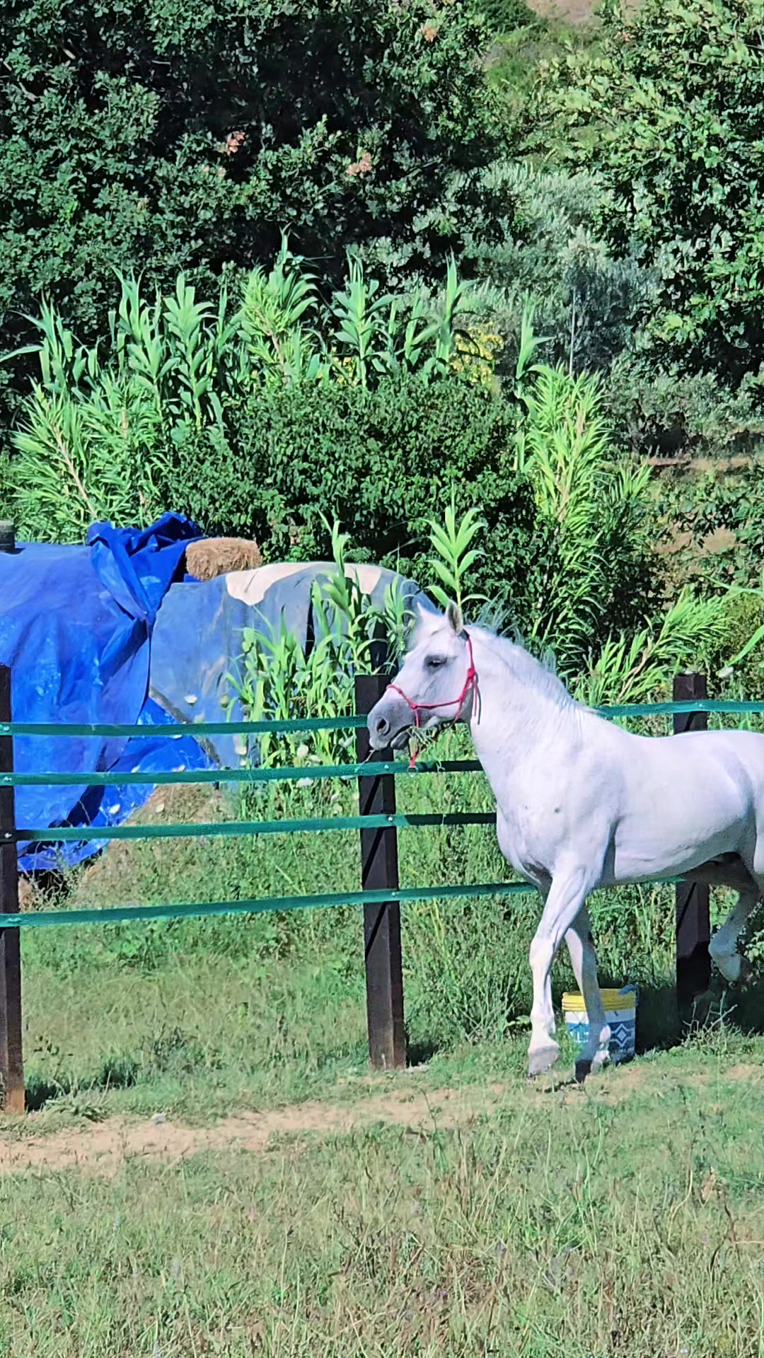 @Horse Training Center Albania