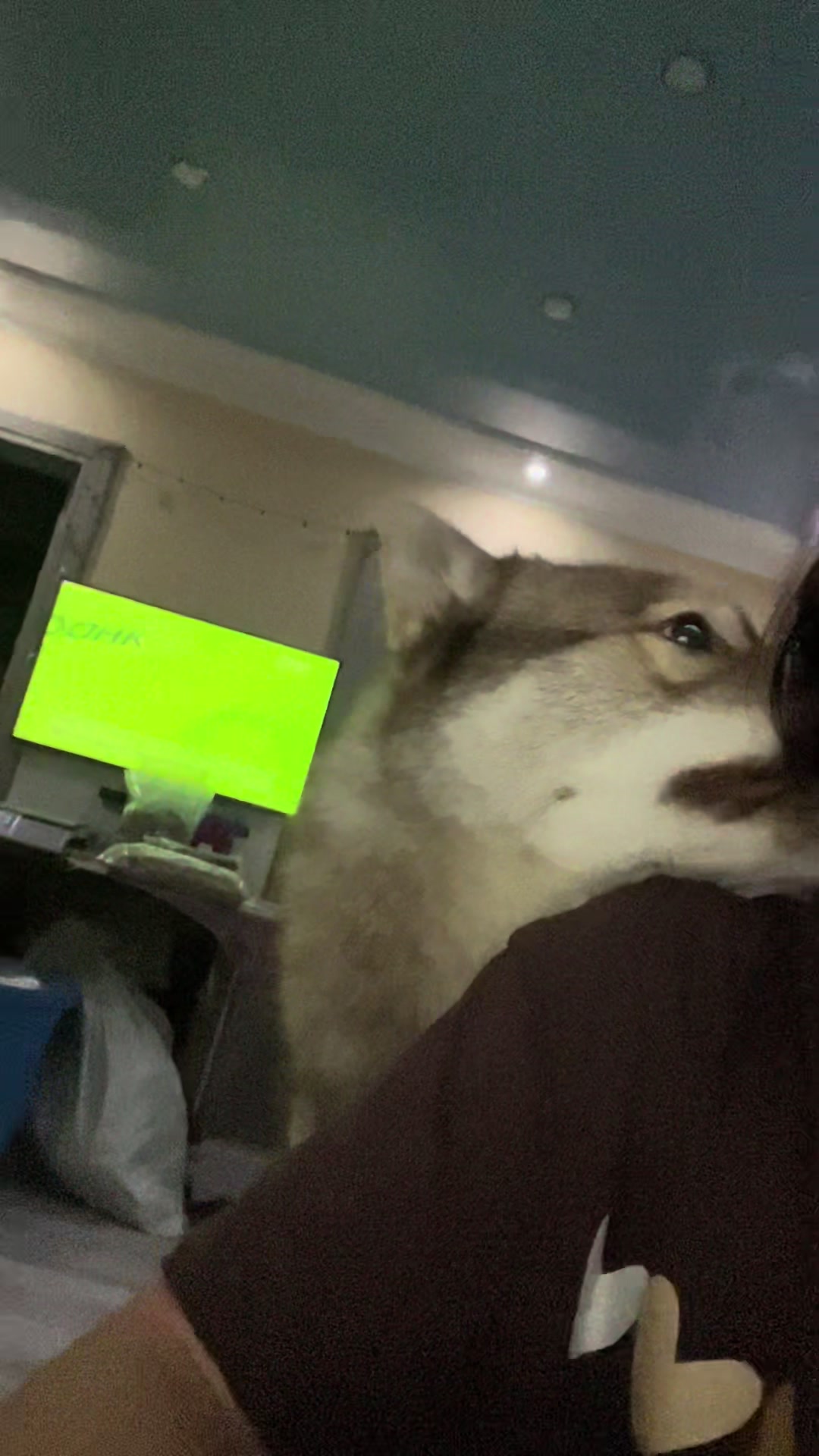 @🐕🦺Бонифаций и Арчибальд🐕