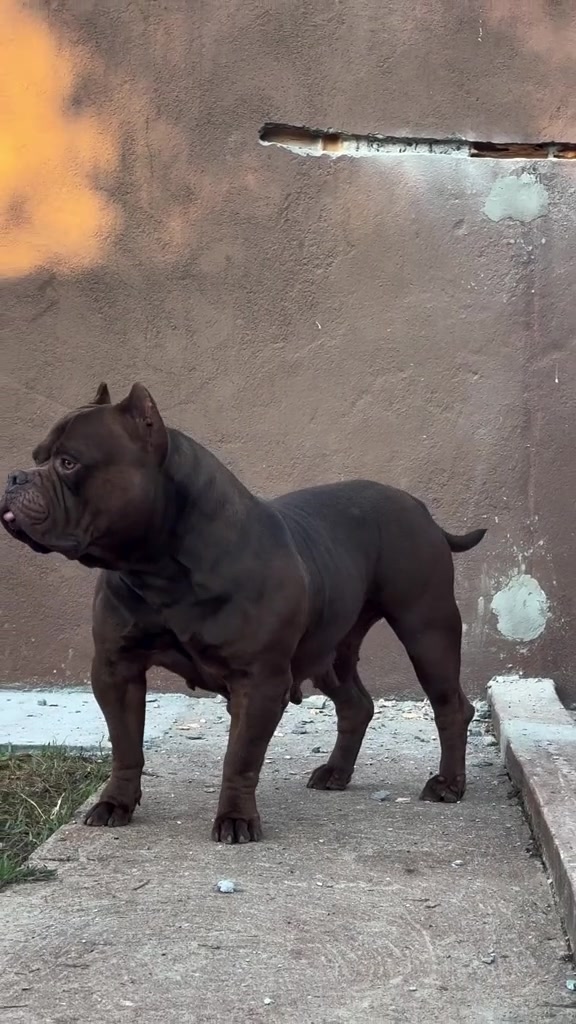 @Brazilian Bull